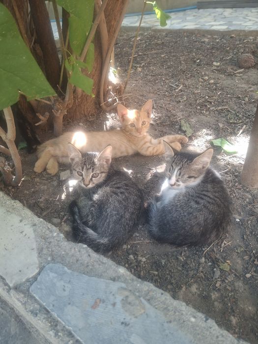 Котят отдам в хорошие руки