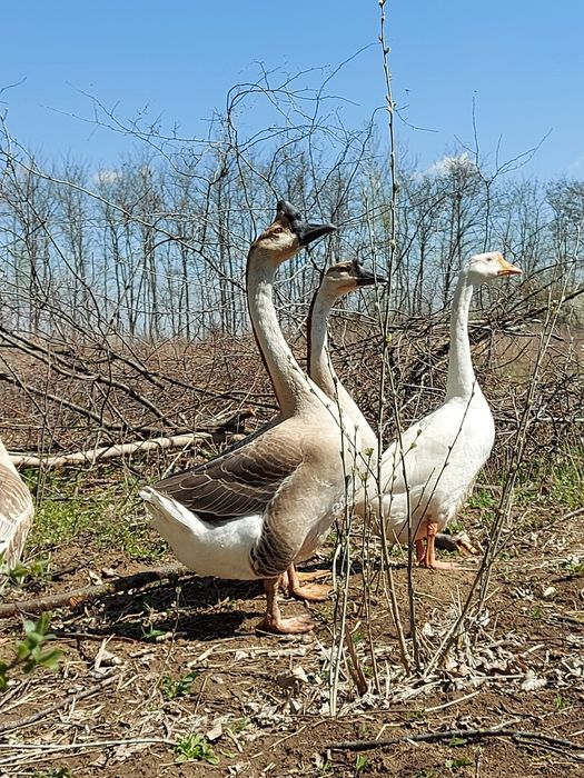 Ouă gâște chinezesti rasă pură