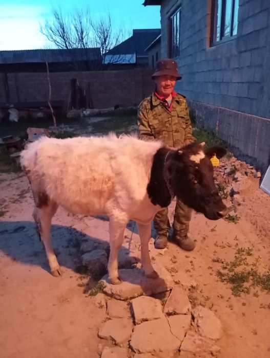 Бука мен Тана Састобе