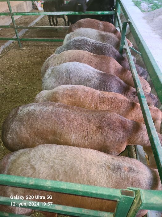 Qurbonlikka qõylar sotiladi