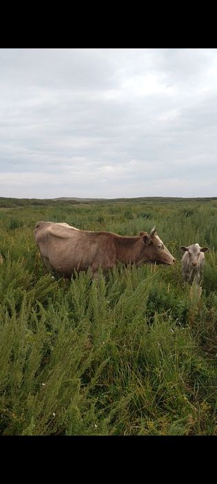 7 бас акбас бузаулы сиыр
