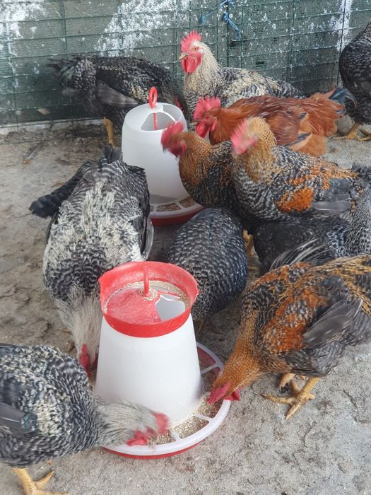 Cocoși de vânzare atât vii cât și tăiați