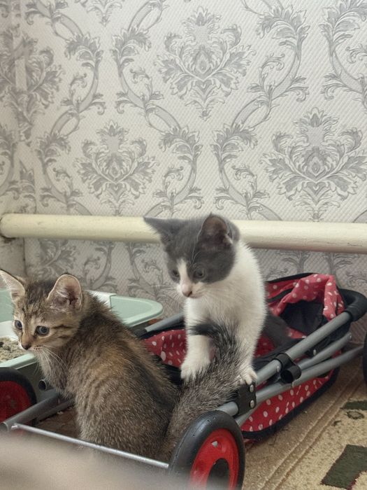 Бесплатно: котята в добрые руки