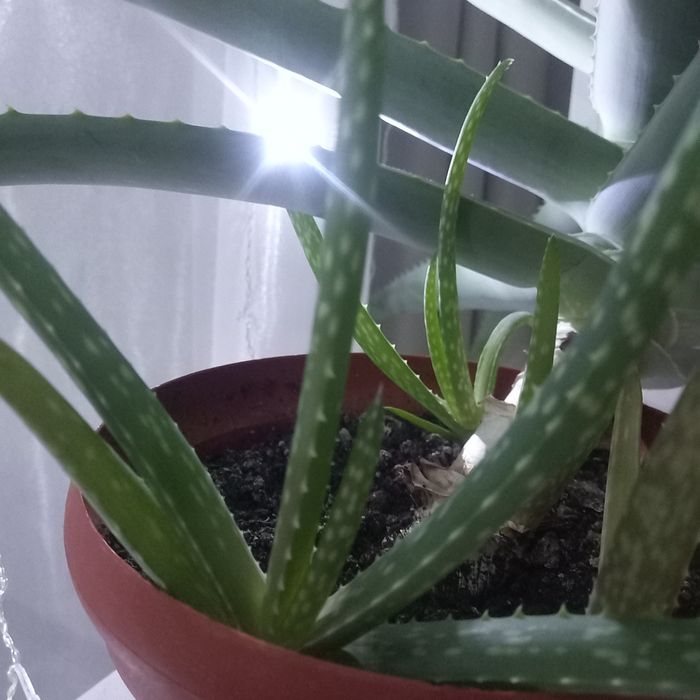 Продам отросток алое вера