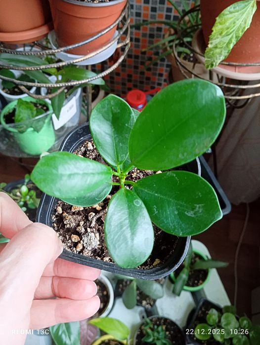 Продам растения по 1000 тенге