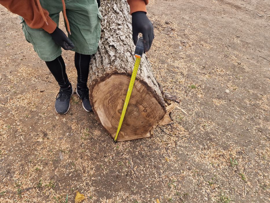 Trunchi de nuc de vanzare