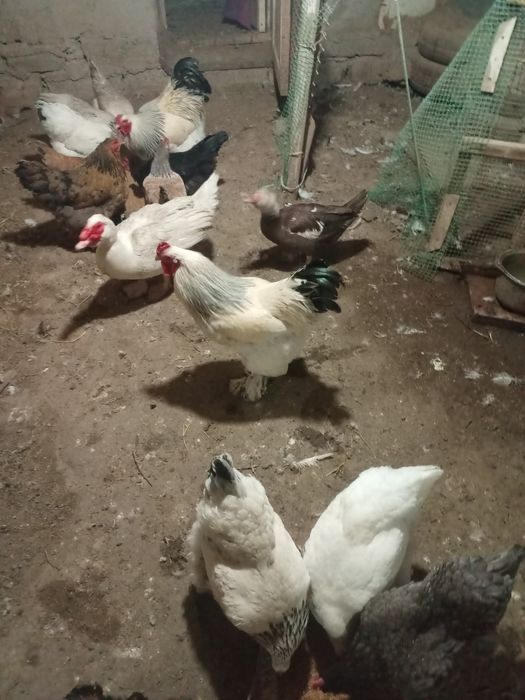 Продаются молодые годовалые петухи