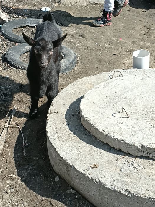 Парода альпийски