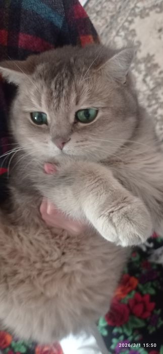 Muwuk barterga almawamiz