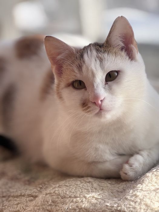 Отдам кошку бесплатно