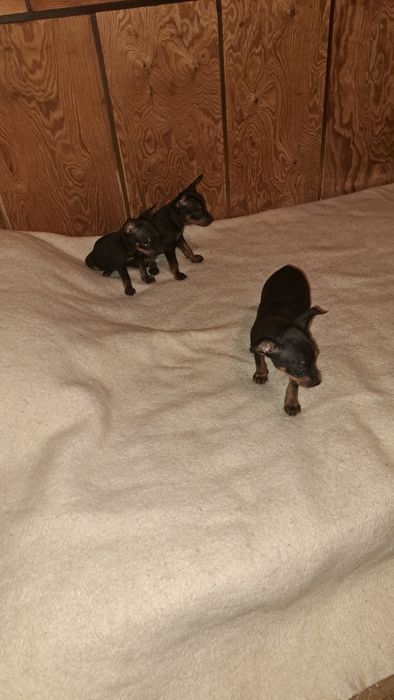 Пинчер  с БГ ПАСПОРТ