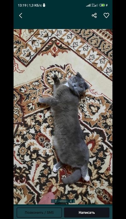 Кошка британка, домашняя 7 лет
