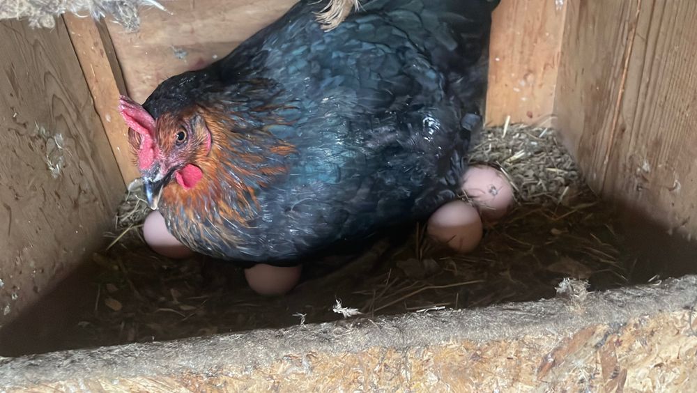 Ouă de casă de vânzare