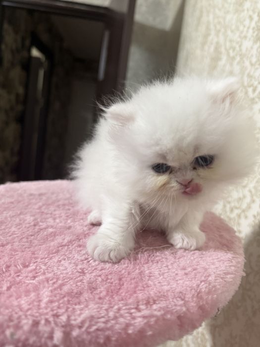 Baietel persan 6 saptamani