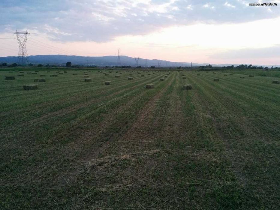 Люцерна семе  ...