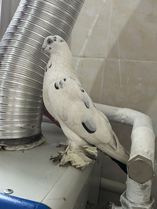 Кеп сатамын бағасы 5000 тенге