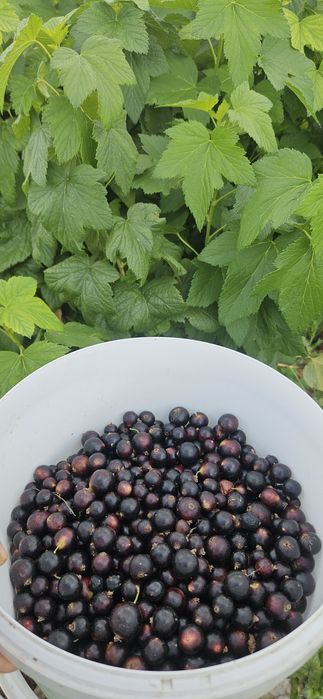 Смородина дачная.