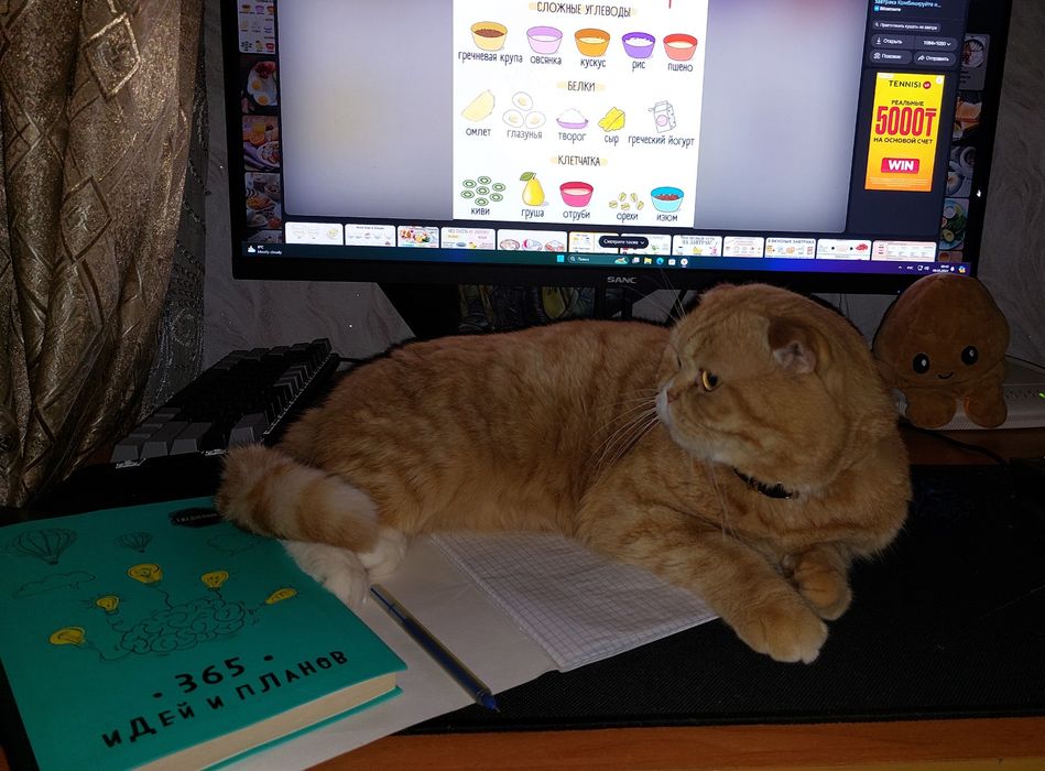 Вязка кот Шотландский вислоухий