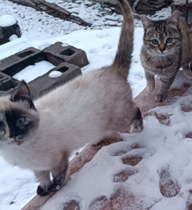 Отдам в хорошие руки.