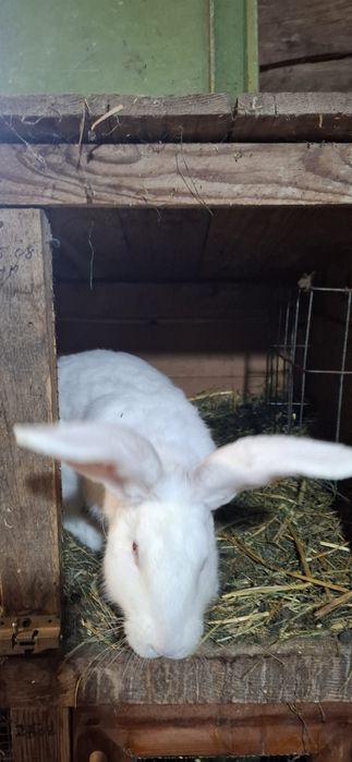 Iepuroni alb, mare de vânzate