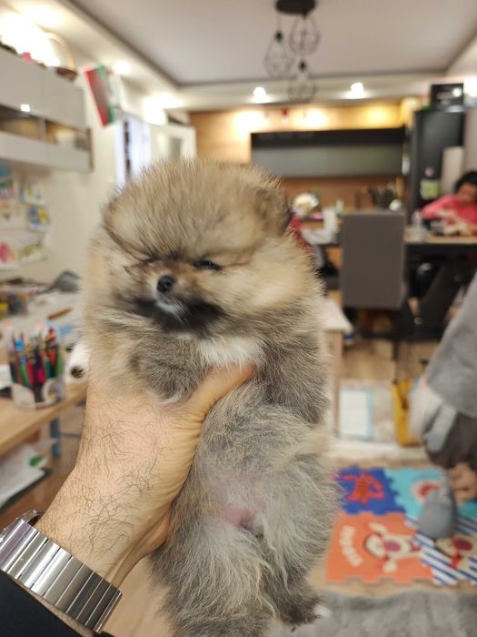 Мини померан 2 месеца