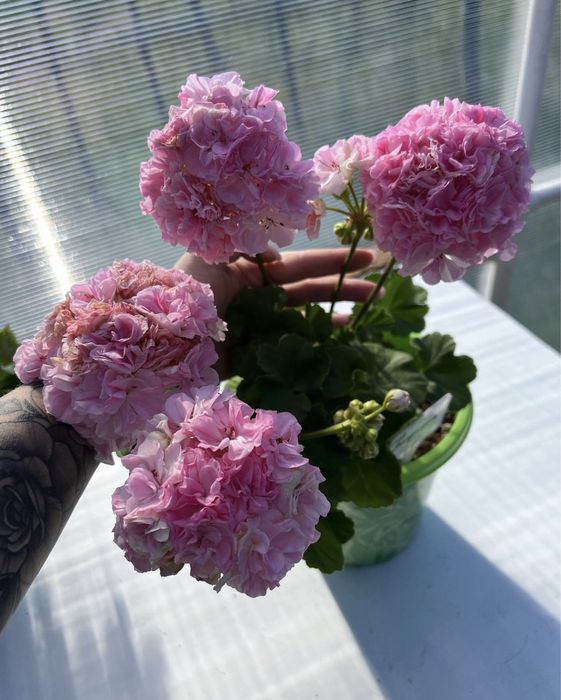 Сортовые пеларгонии.