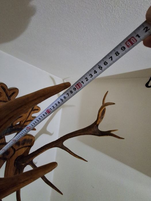 Coarne cerb cu panoplie