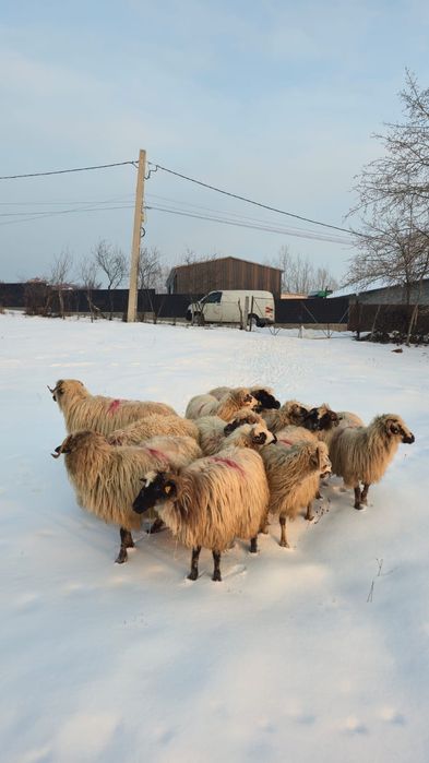 Vând 10 oi gestante