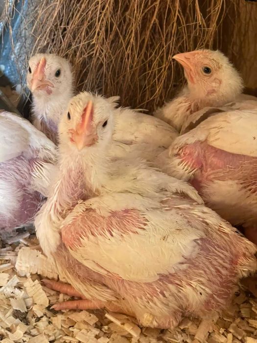 Бройлери 24 дена