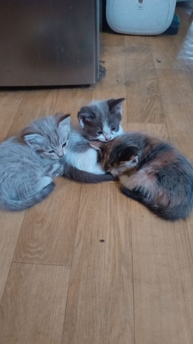 Отдам котят, родились 11 июля.