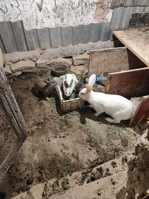 Продам крольчат . Порода крупная.