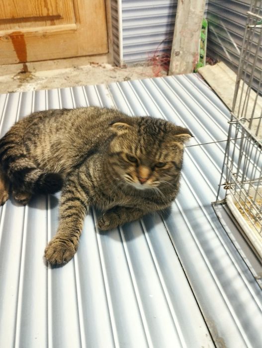 Скоттиш-фолды — кошки среднего размера