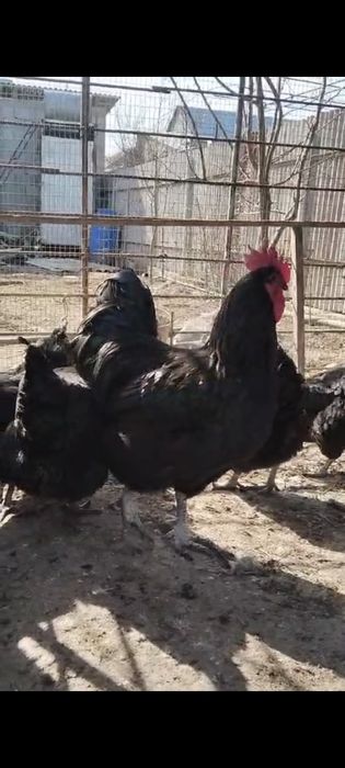 Джерси гигант жұмыртқасы сатылады, крупные