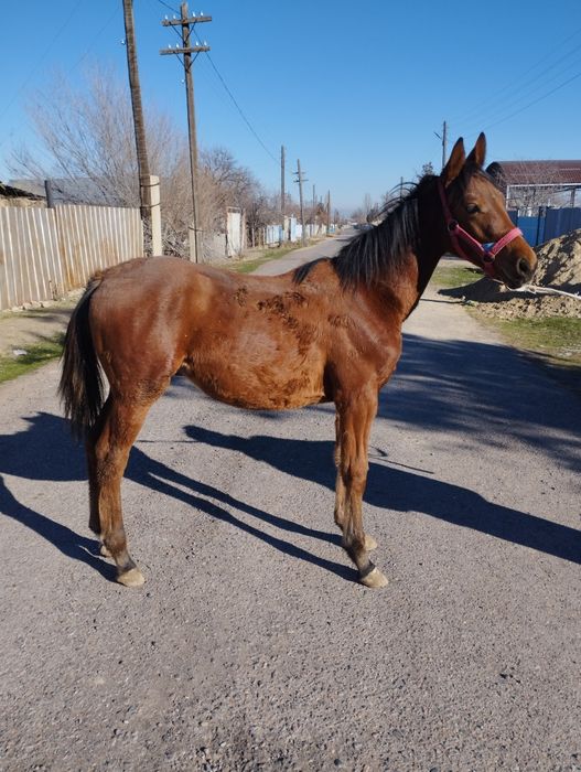 Еркек жабағы сатылады