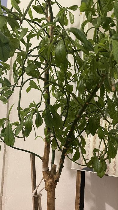 Дерево(божье дерево)