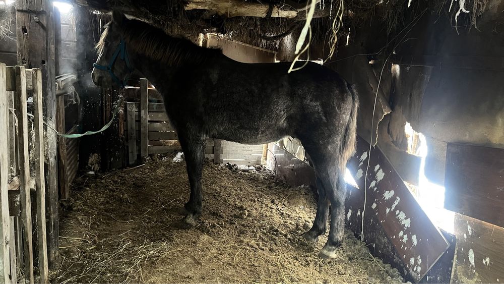 Лошодь 3года