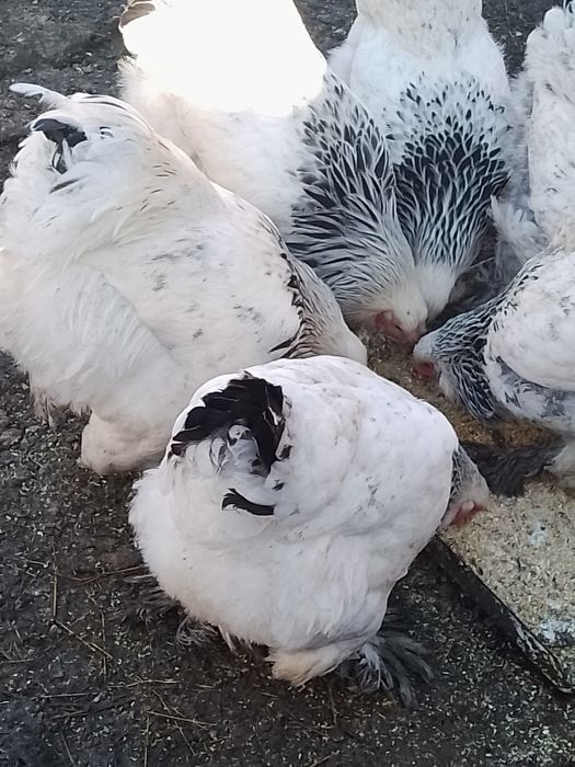 Găini,pui, ouă Brahma HD