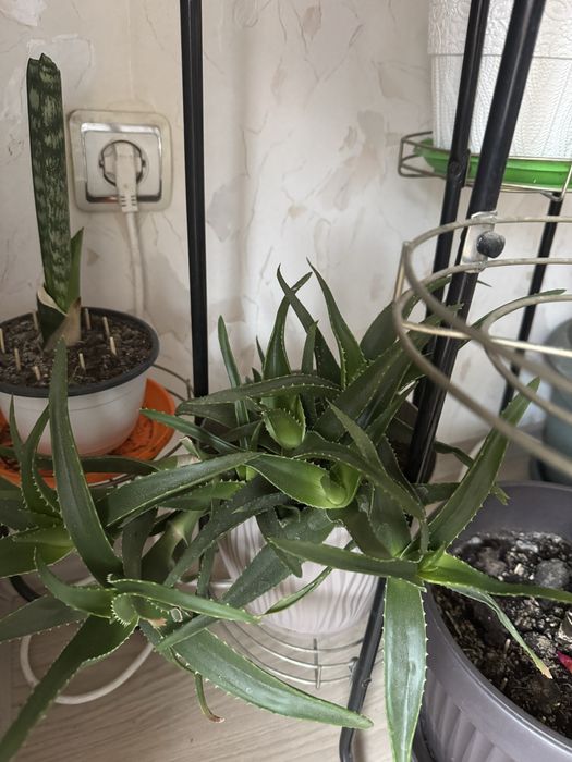 Алое вера в саксия