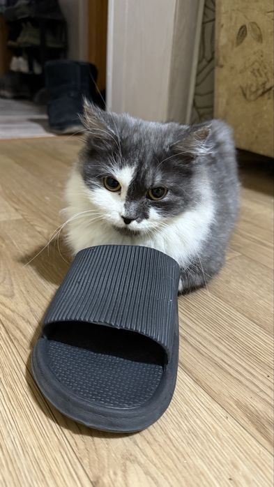 Котик в добрые руки