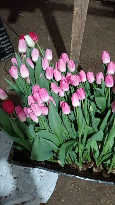 қызғалдақ тұқымы