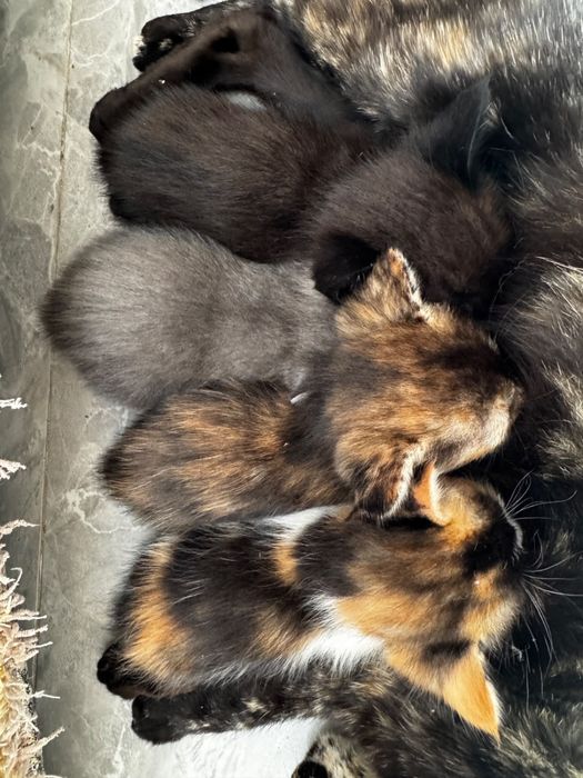 Котята котенок бесплатно