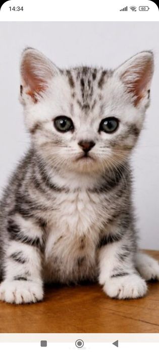 Шотланды 1 месяц