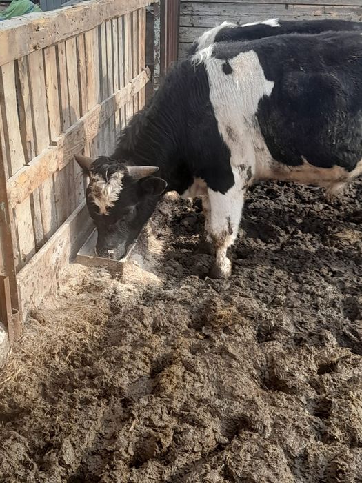 Продам быков на племя или мясо