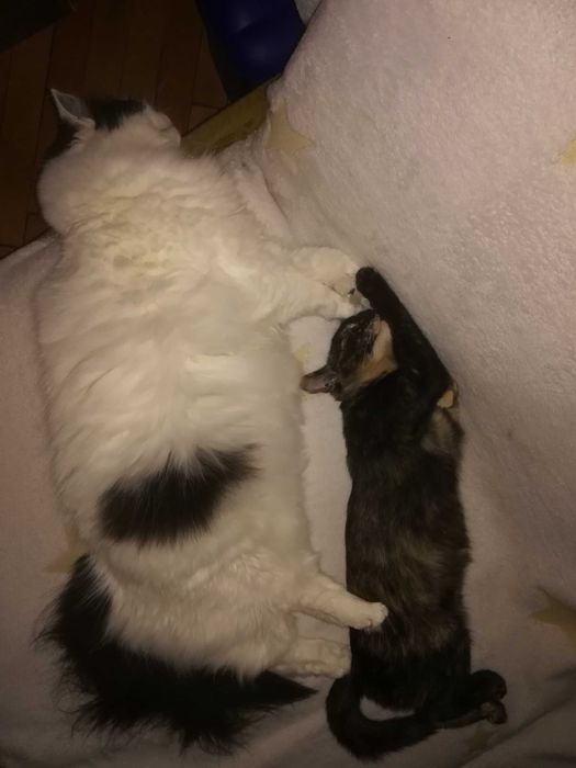 Подарявам коте на три месеца