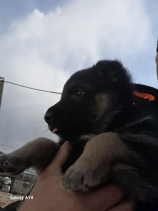 Щенки авчарки ВЕО