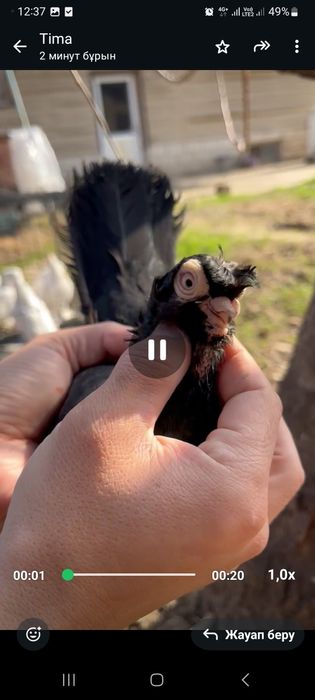 Кептер Көгершін голуби