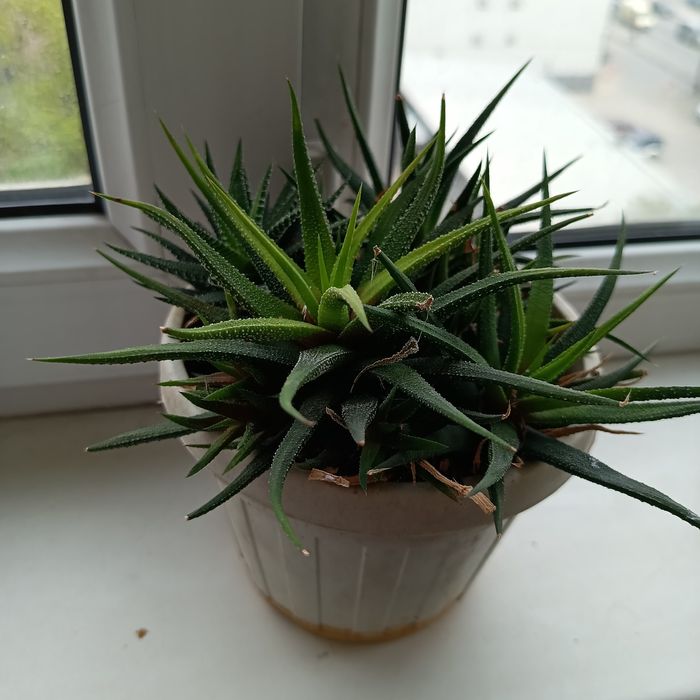 Хавортия, Красула Хоббит