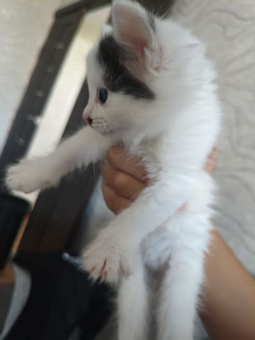 Котенки в добрые руки
