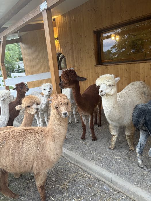 Alpaca de vanzare