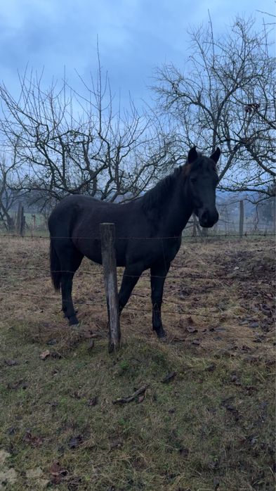 Iapa neagra , un an si 5 luni